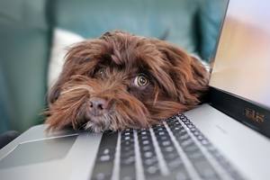 Brauner Hund liegt mit dem Kopf auf Tastatur von Laptop